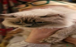 Ragdoll cats for sale: Pearl the Queen of Cats - Image 2