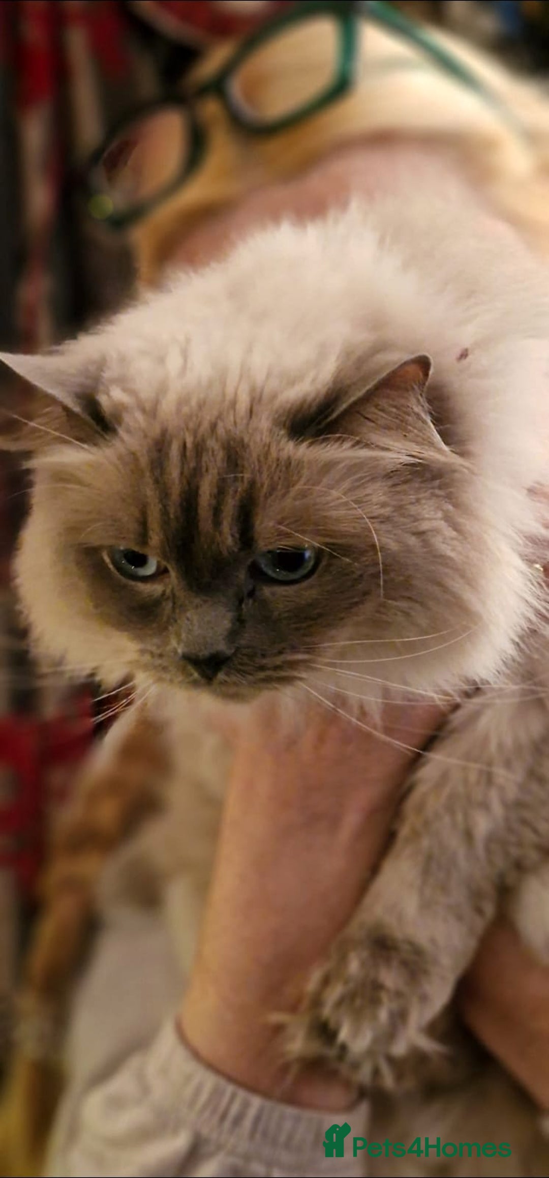 Ragdoll cats for sale: Pearl the Queen of Cats - Image 2