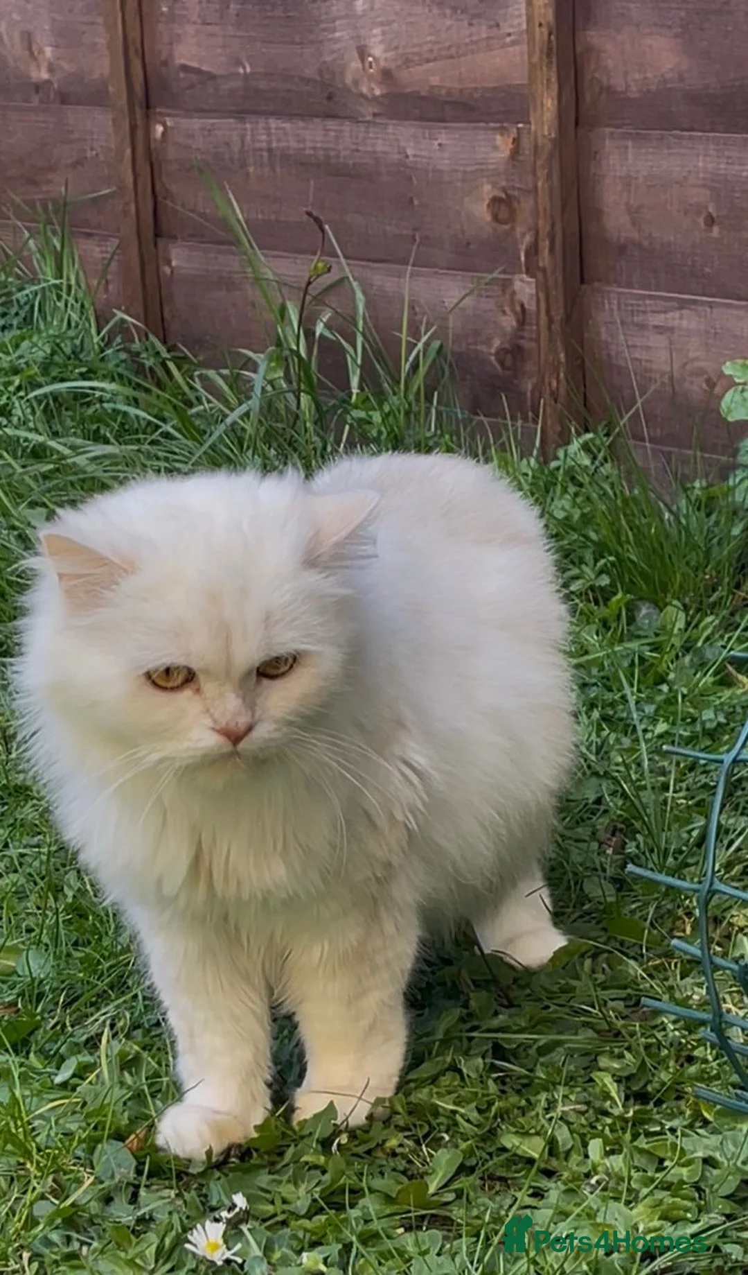 Persian cats for sale: 2 Persian kittens for Sale  - Advert 2