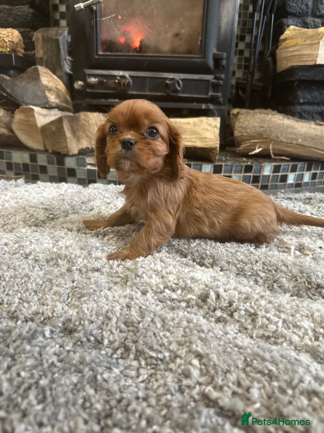 Cavalier King Charles Spaniel dogs for sale: ** DNA CLEAR 🧬 KC REGISTERED CAVALIER PUPPIES ** - Advert 11
