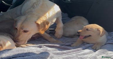 Labrador Retriever dogs - Advert 15