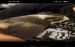 Guinea Pig rodents for sale: Male Guinea Pig needs a new home - Image 3