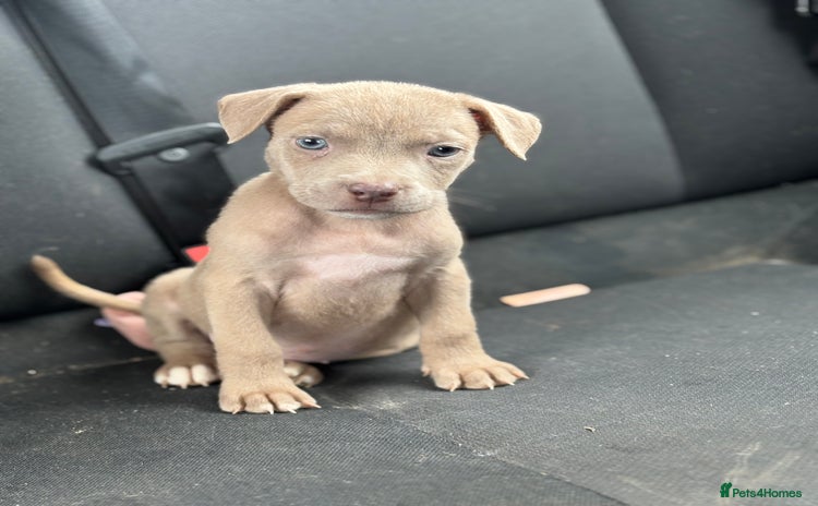 Mixed Breed dogs in Weston-super-Mare - Advert 13