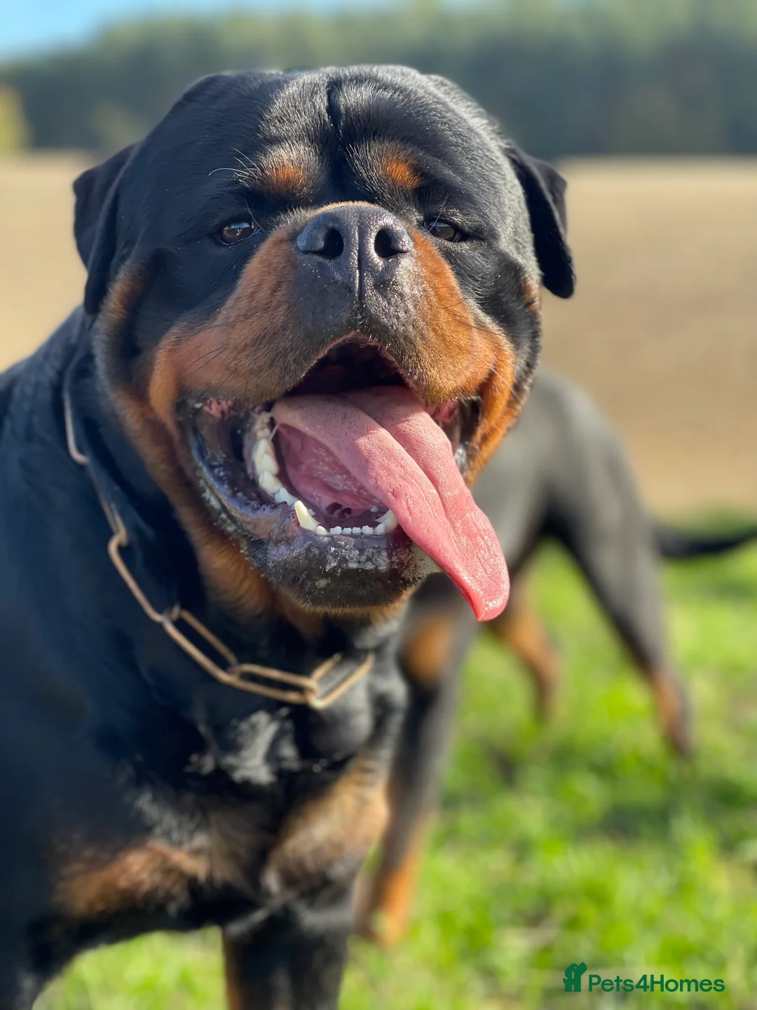 Rottweiler dogs for stud: ABSOLUTELY BEAUTIFUL KC Health Tested *FOR STUD* in Mansfield - Advert 8