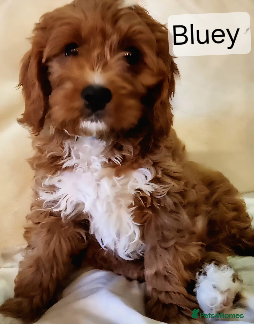 Cavapoo dogs for sale: Miniature Cavapoo Puppies – Home Reared !!! - Advert 7