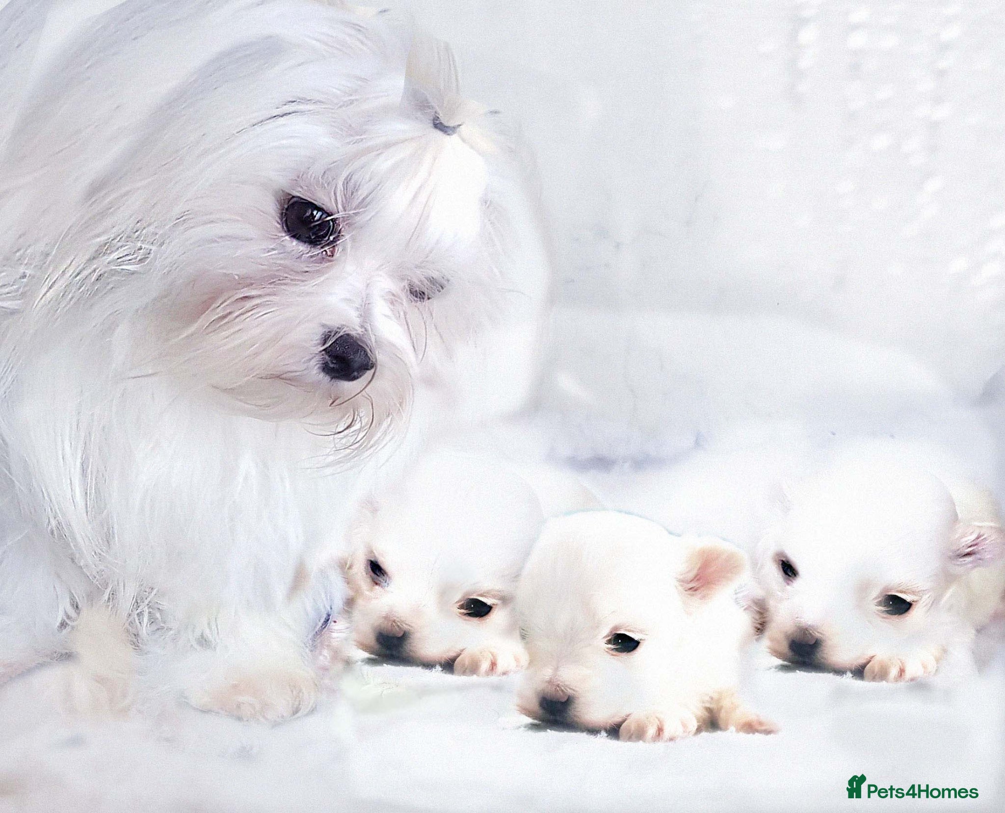 Maltese dogs Pedigree Maltese - Advert 6