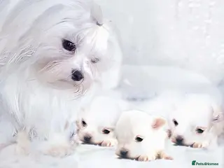 Maltese dogs Pedigree Maltese - Advert 1