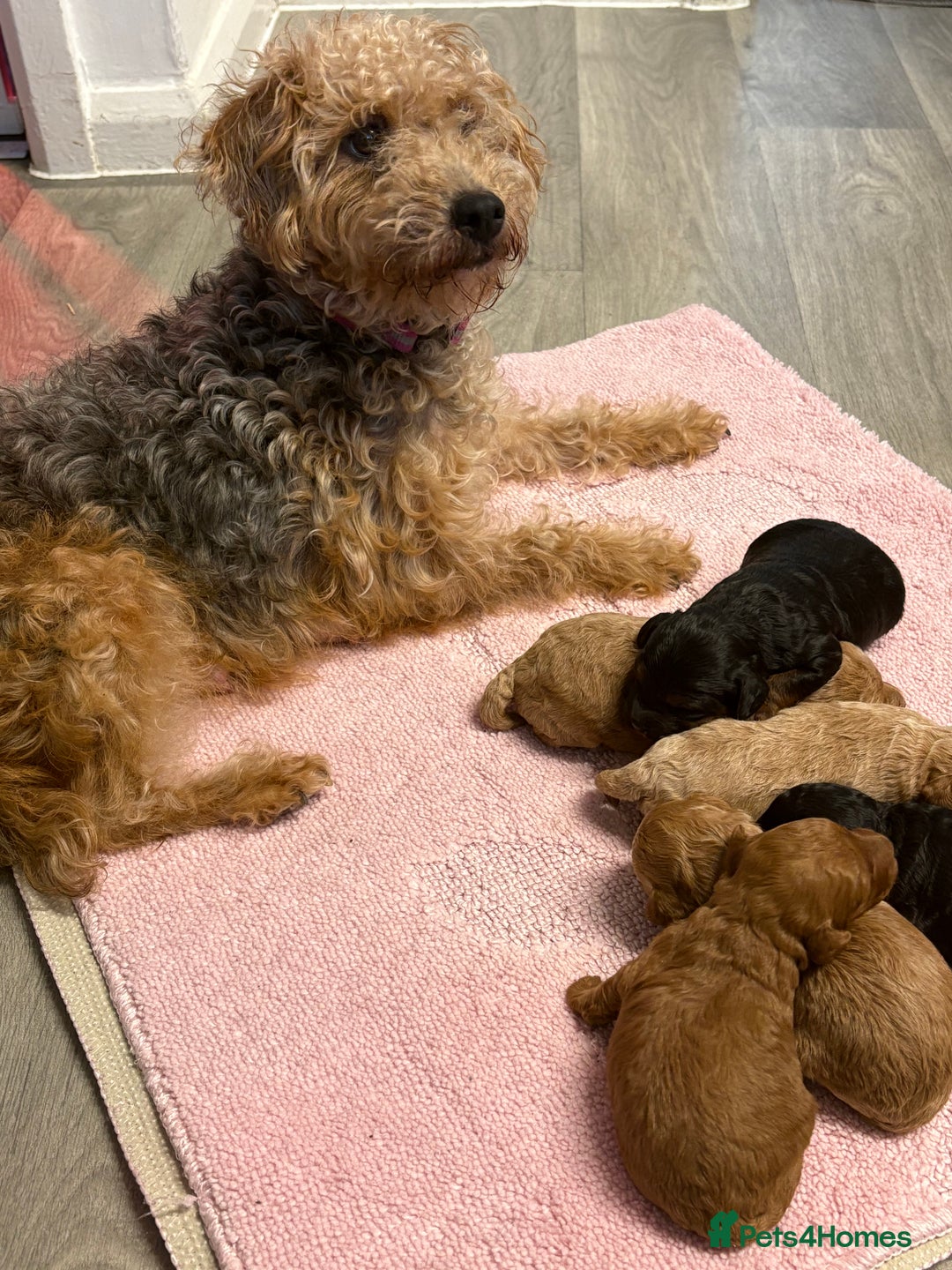 Jackapoo dogs for sale: Beautiful litter of 6 F1B Jackapoos - Image 1
