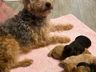 Jackapoo dogs - Advert 1