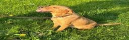 Labrador Retriever dogs for sale: Healthy KC registered Labrador puppy’s  - Advert 10