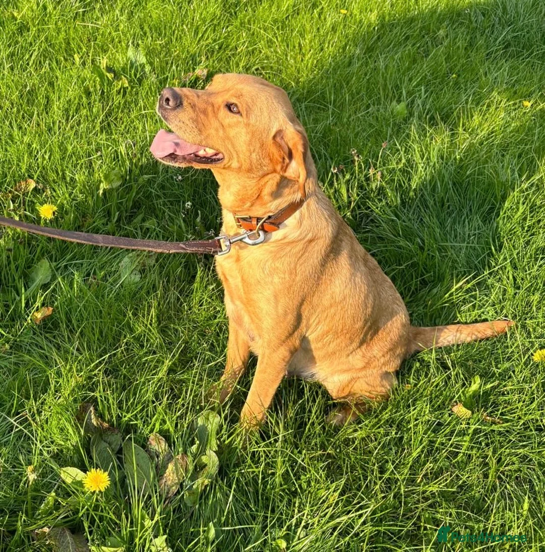 Labrador Retriever dogs for sale: Healthy KC registered Labrador puppy’s  - Advert 10
