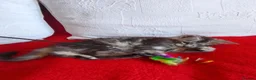 Maine Coon cats for sale: HCM/PKDef/SMA clear TICA silvers poly/non poly  - Advert 12