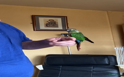 Conures birds for sale: Baby silly tame green cheek conures  - Image 10