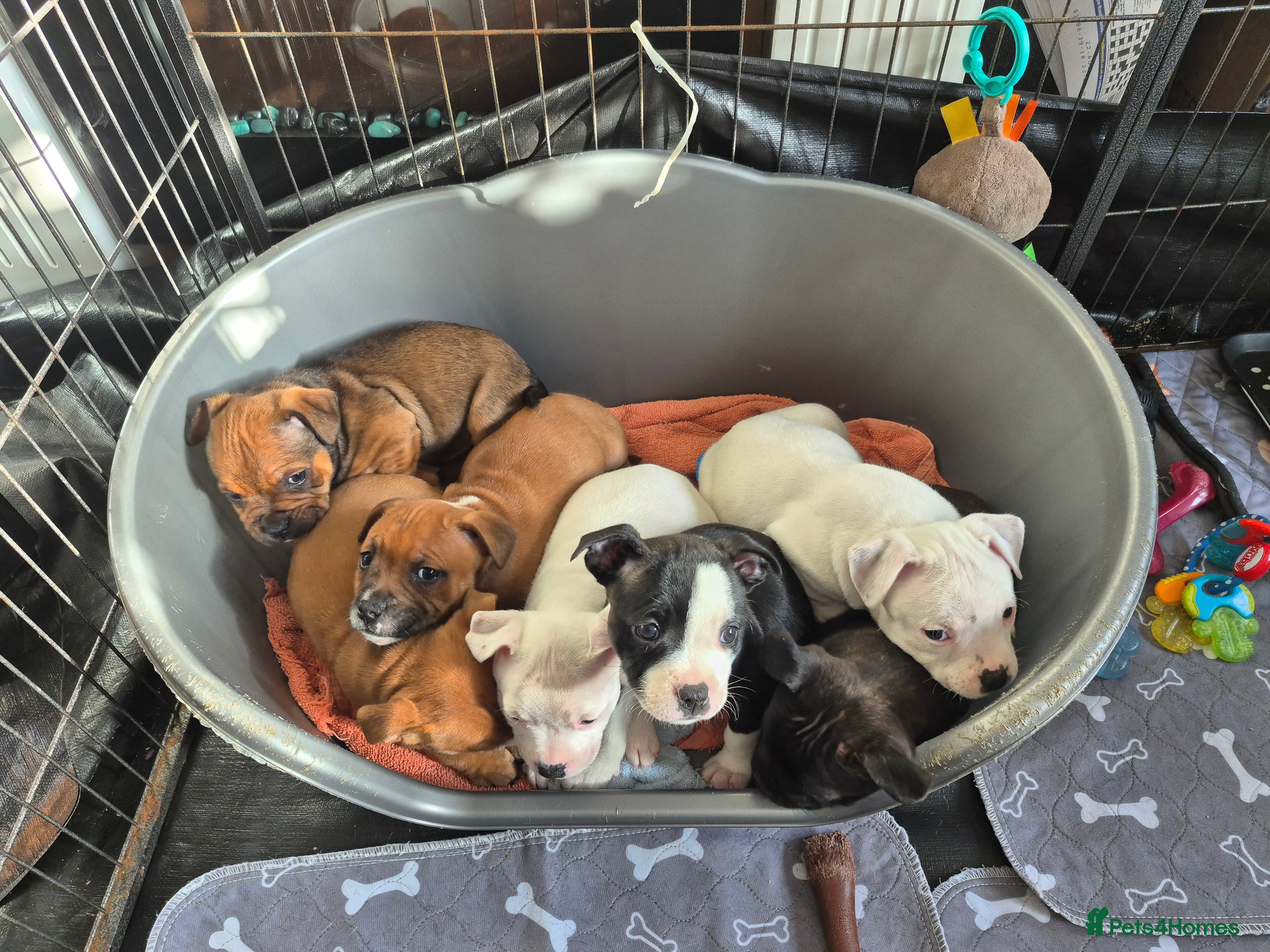 Staffordshire Bull Terrier dogs Ready to go KC REG ,L2HGA clear, 1 girl,1boy left - Advert 9