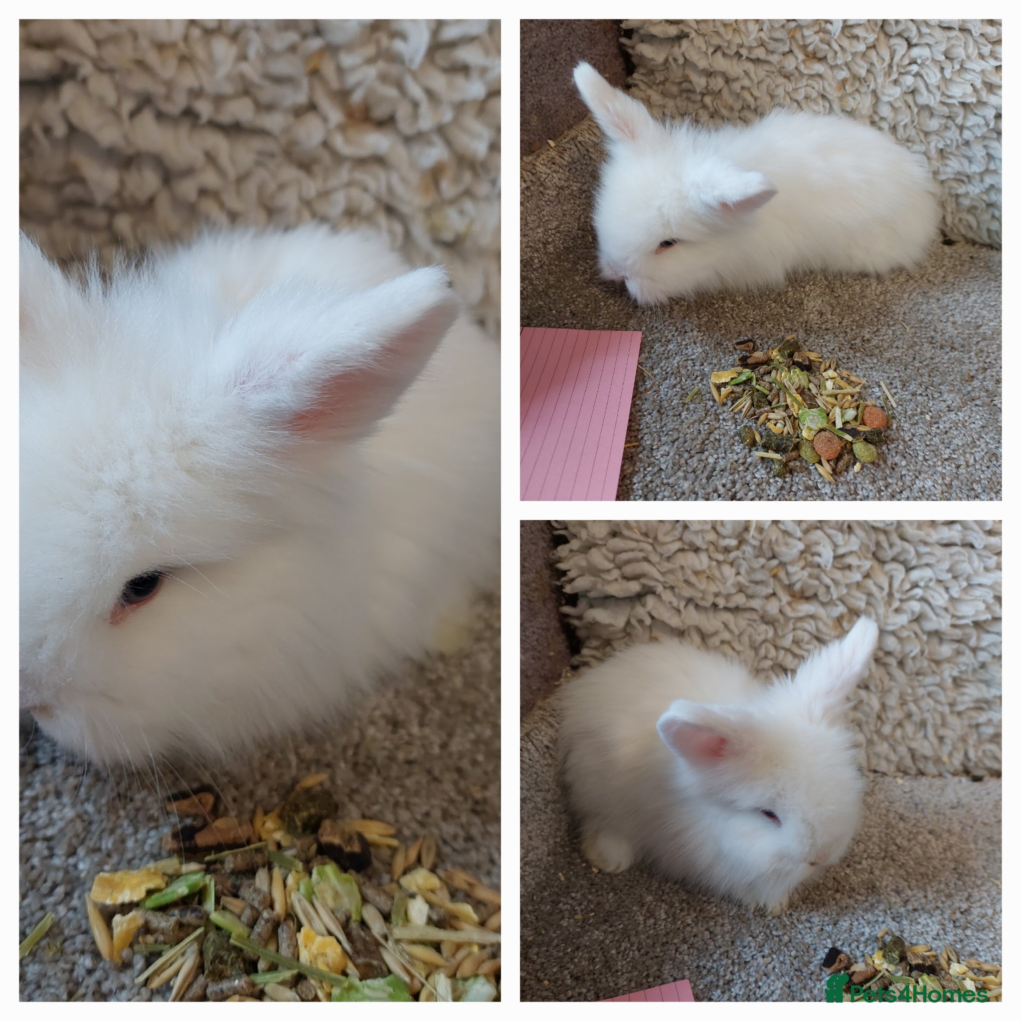 Mini Lop rabbits baby loinheads ready to reserve  - Advert 13