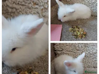 Mini Lop rabbits baby loinheads ready to reserve - Advert 13