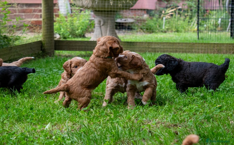 Mini Goldendoodle dogs - Advert 1