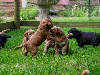 Mini Goldendoodle dogs - Advert 27