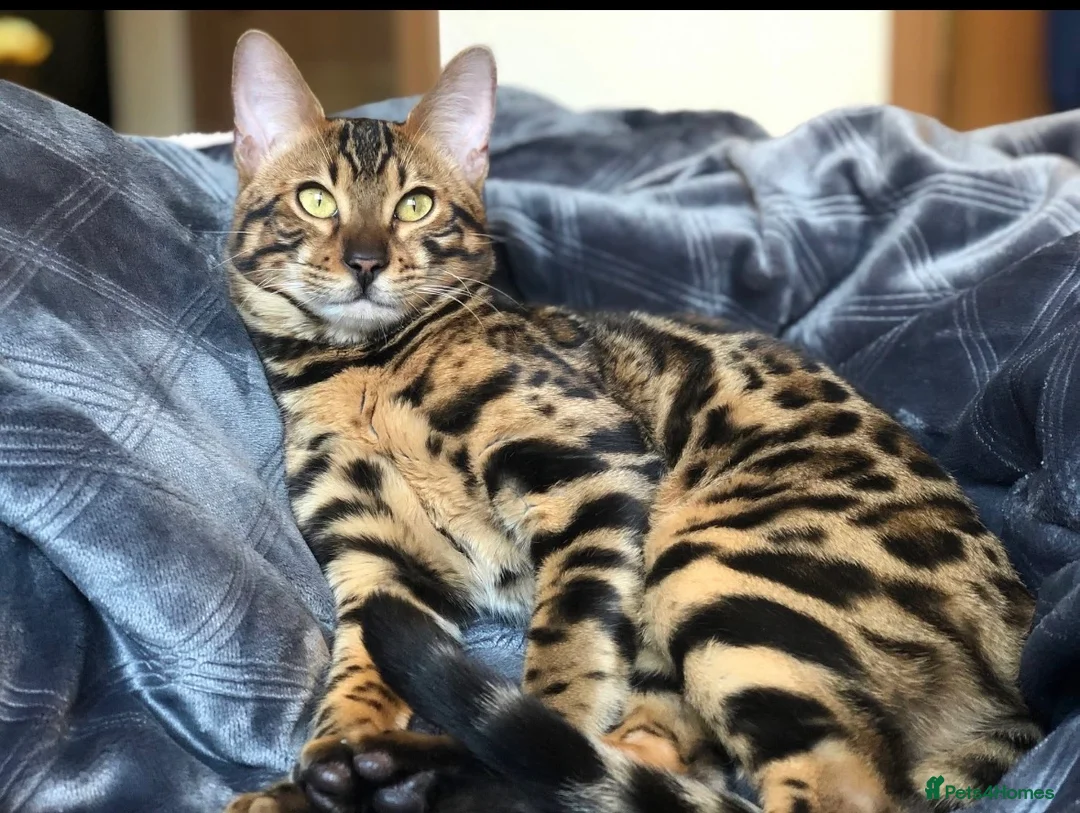 Mixed Breed cats for sale: British Short Hair X Bengal Mix Kittens  in Barnet - Advert 5