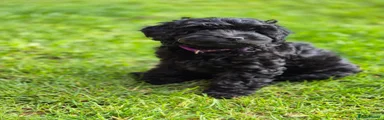 Cockapoo Puppy 4 - Guiness