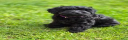 Cockapoo dogs for sale: Only one ♀️ remaining Adorable F1bb Cockapoo Pups  - Advert 9