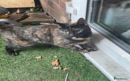 Mixed Breed cats for sale: 5 cats  - Image 3