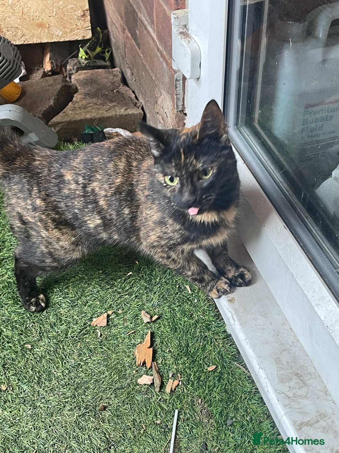 Mixed Breed cats for sale: 5 cats  - Image 3