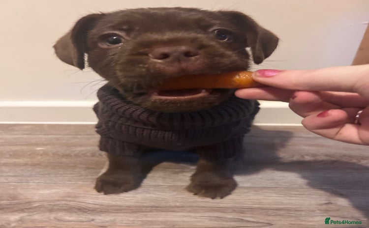 Mixed Breed dogs French bulldog x patterdale terrier puppy  - Advert 12