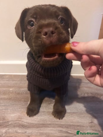 Mixed Breed dogs French bulldog x patterdale terrier puppy - Advert 1