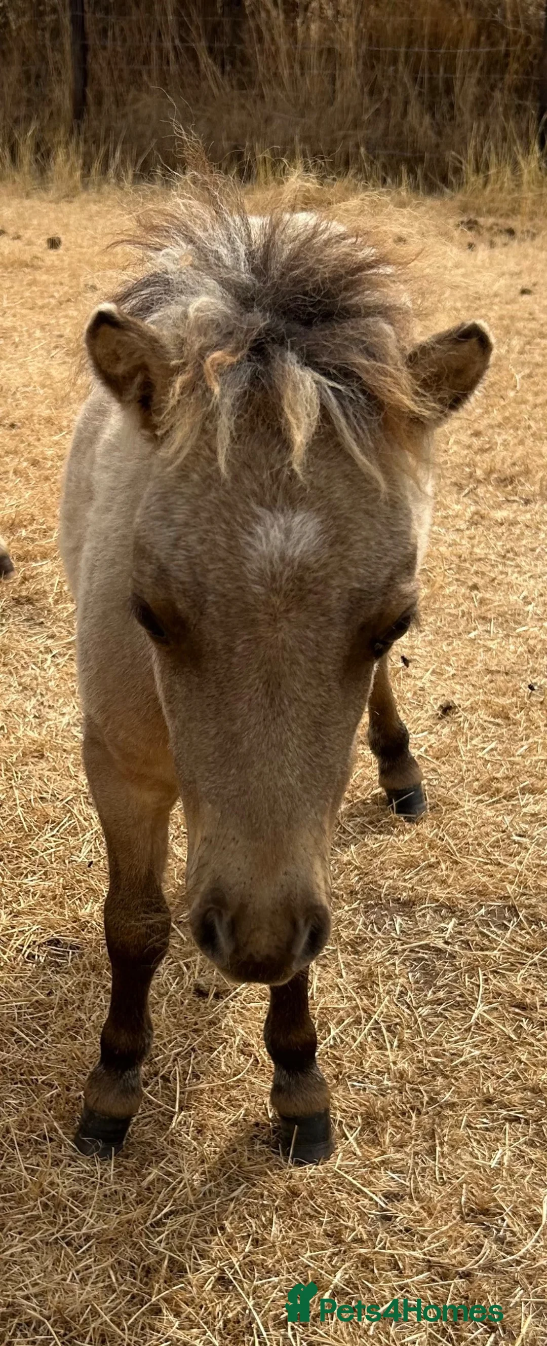 Shetland pony horses for sale: Miniature Shetland Colt Foal in Lichfield - Advert 3