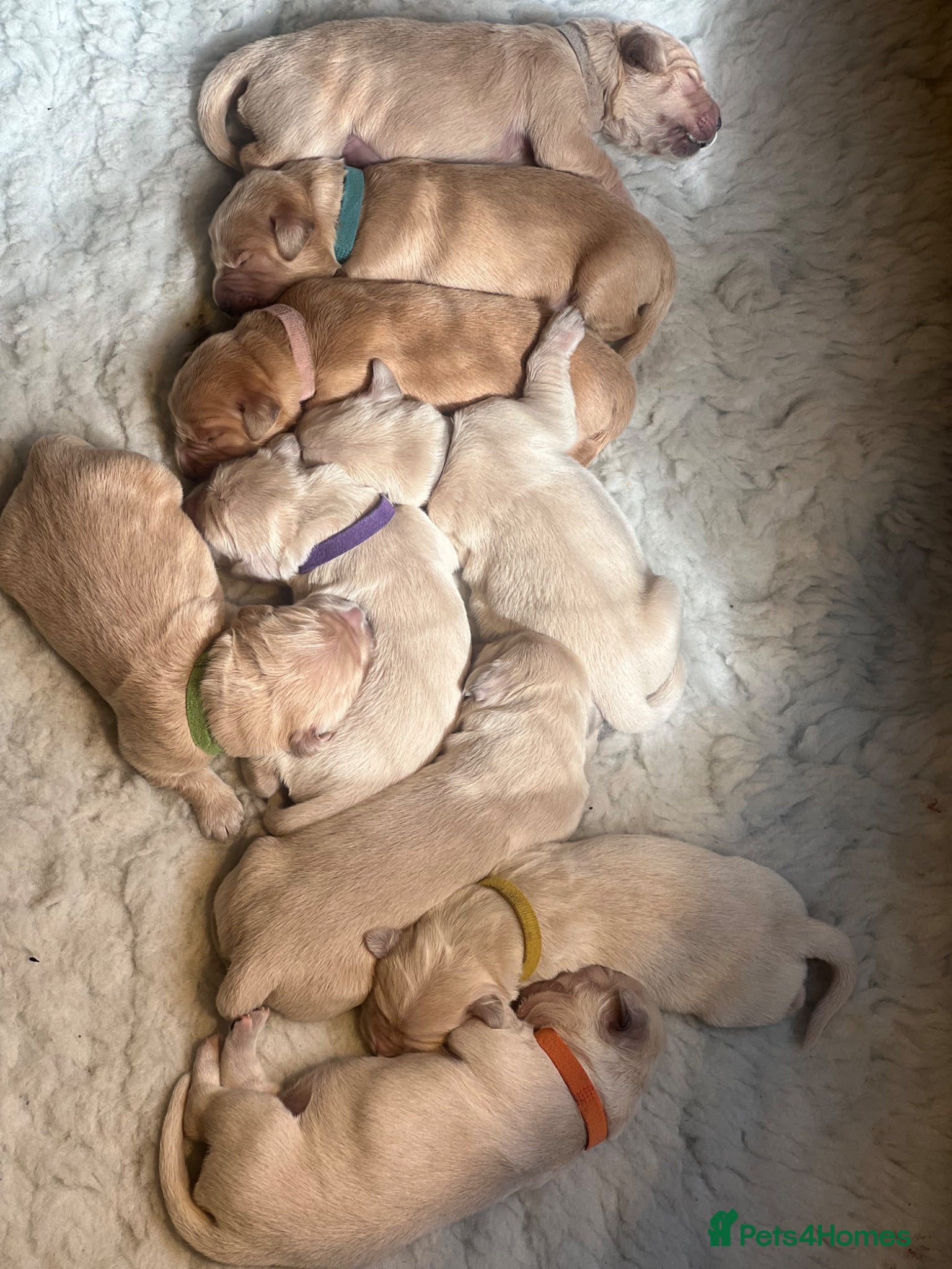 Golden Retriever dogs Beautiful Golden Retriever Puppys - Advert 6