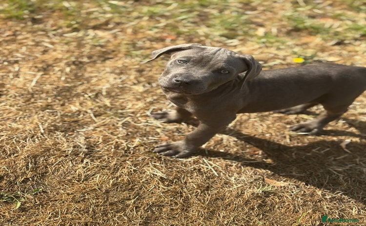 Cane Corso dogs - Advert 1