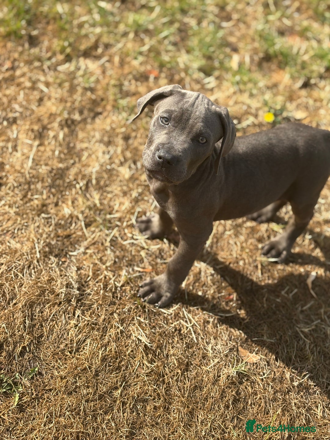Cane Corso dogs for sale: Cane corso puppy  - Image 1