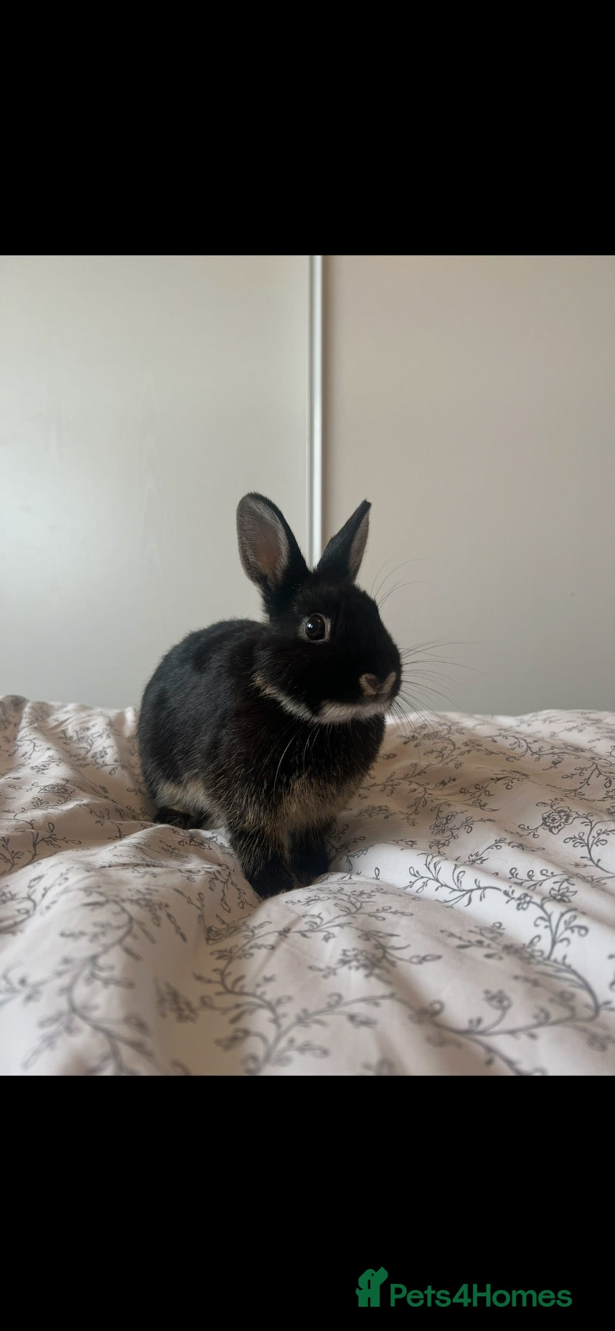 Mini Lop rabbits Black indoor Rabbit - Advert 1