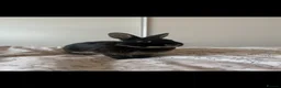 Mini Lop rabbits for sale: Black indoor Rabbit in Gateshead - Advert 1