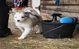 Border Collie dogs for sale: Border Collie Puppies - Image 1