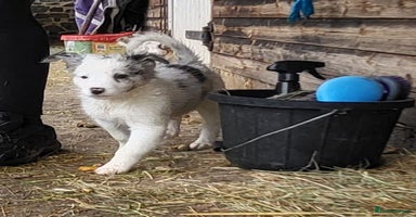 Border Collie dogs - Advert 1