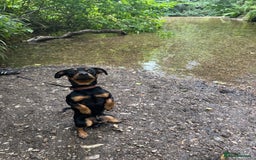 Mixed Breed dogs for sale: Cross breed - read description - Image 2