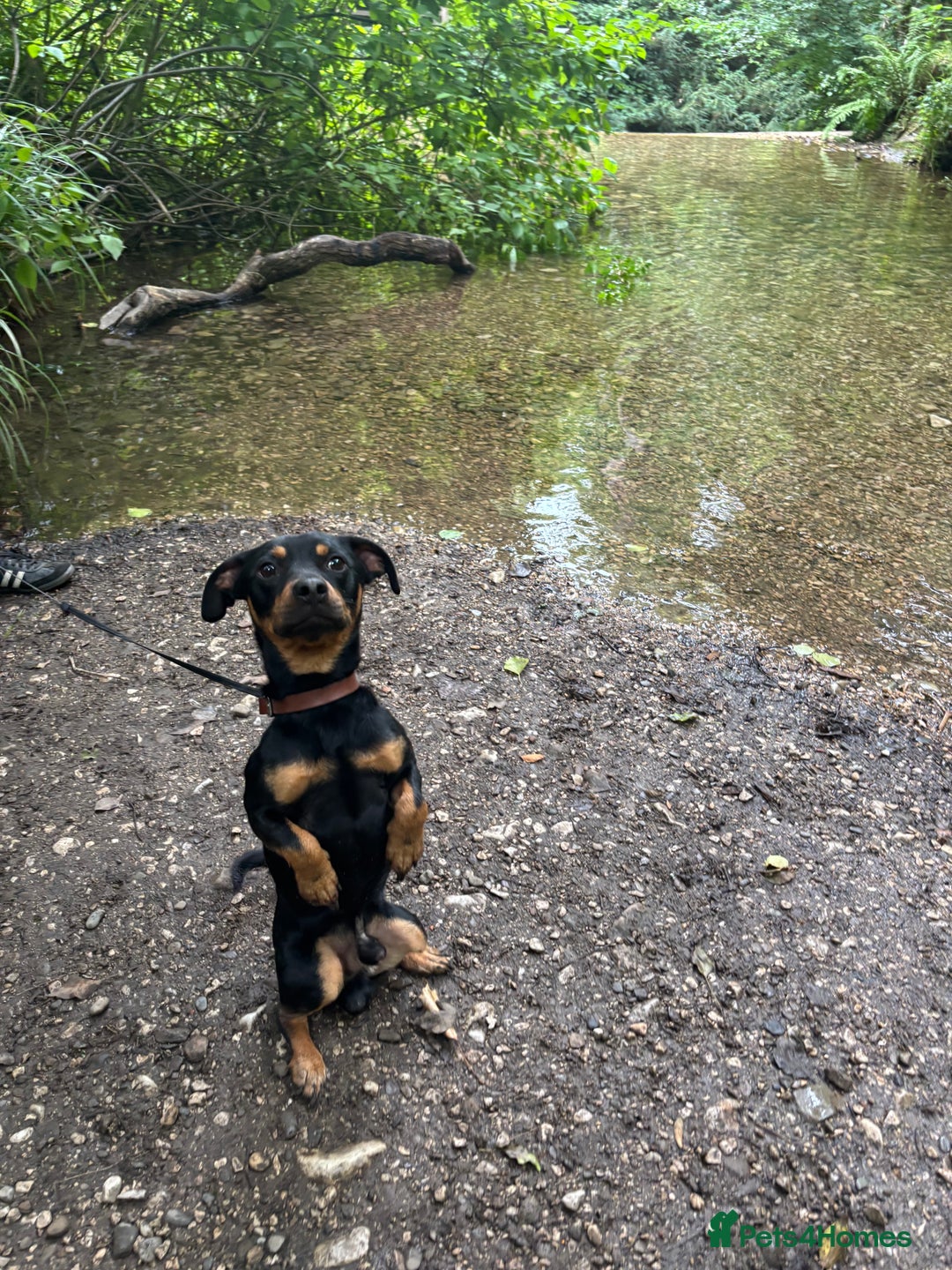 Mixed Breed dogs for sale: Cross breed - read description - Image 2