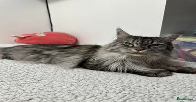 Maine Coon cats - Advert 10