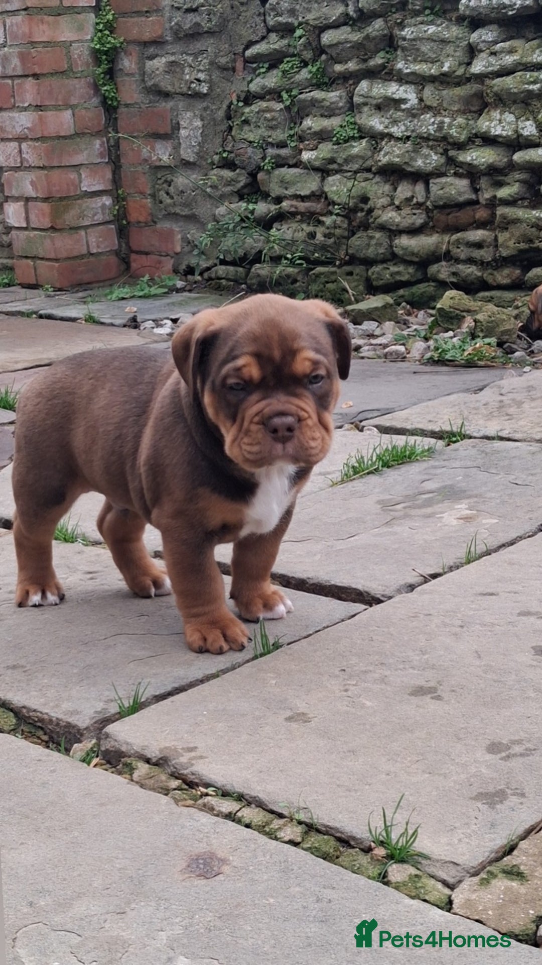 English Bulldog dogs for sale: Beautiful bulldog x rotty mastiff - Advert 2