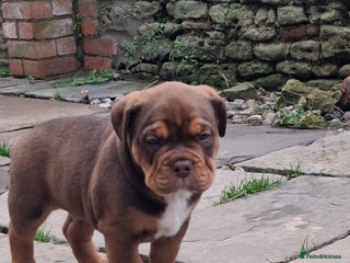 English Bulldog dogs Beautiful bulldog x rotty mastiff - Advert 2