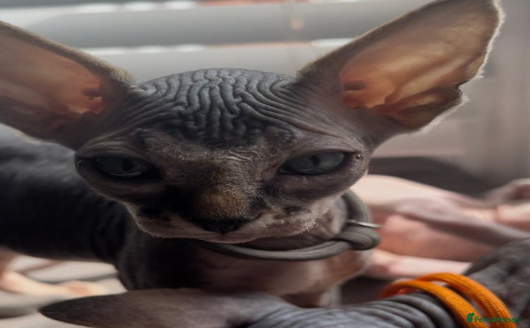 Sphynx cats - Advert 6