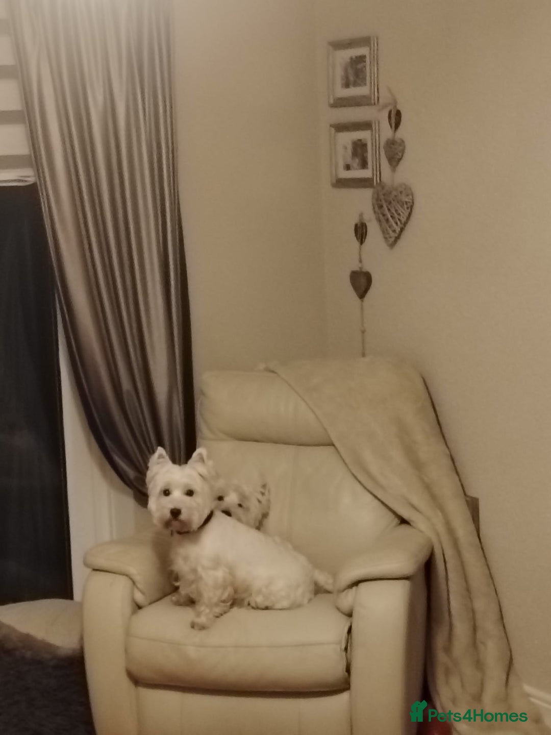 West Highland Terrier dogs for stud: West highland terrier for stud - Advert 3