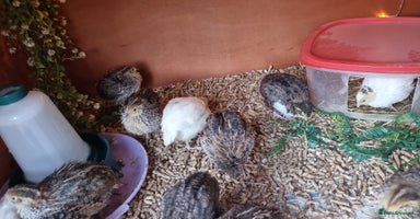 Quail poultry - Advert 6