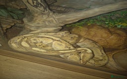Python Snake reptiles for sale: Banana ball python snake male - Image 2