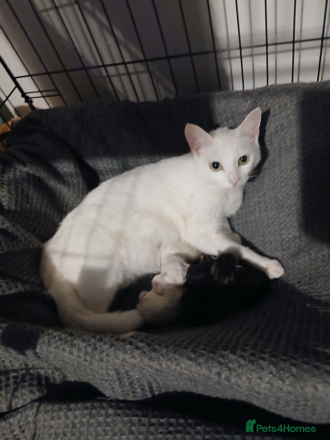 Mixed Breed cats for sale: Beautiful fluffy kittens - Image 5