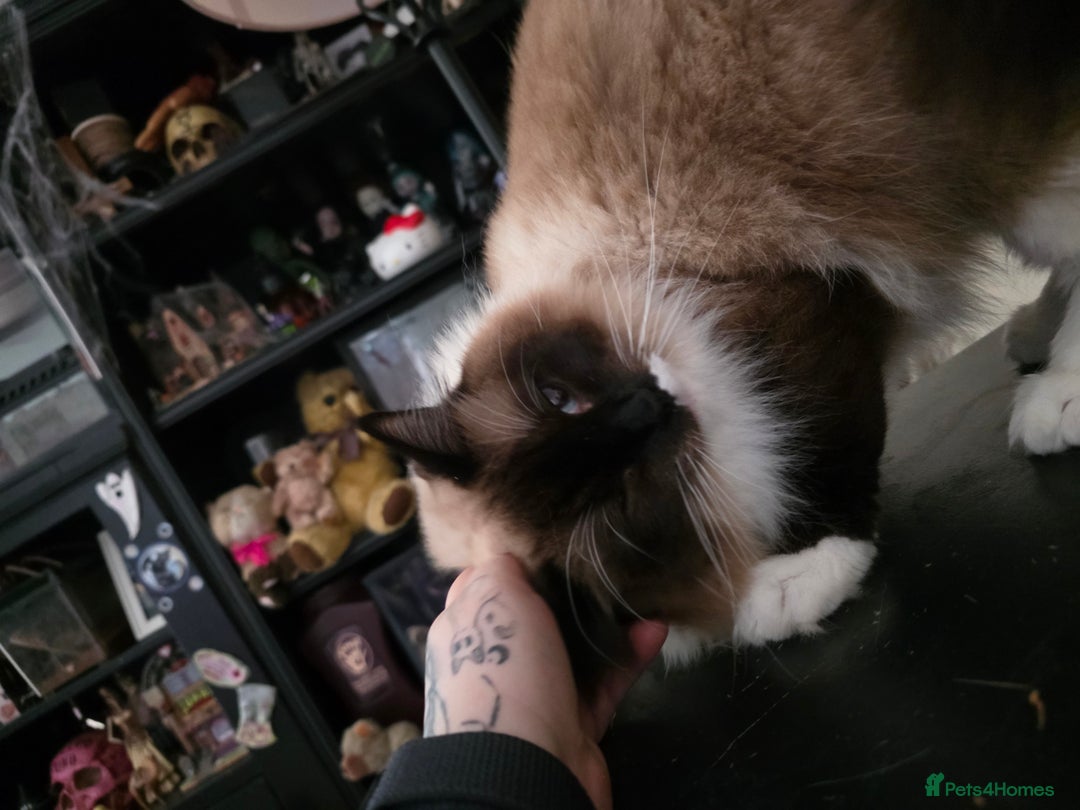 Ragdoll cats for sale: Beautiful Seal Point Ragdoll - Advert 5