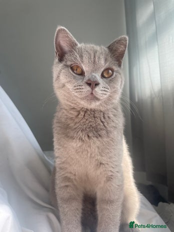 British Shorthair cats British short hair - Advert 11