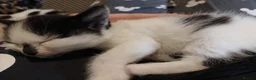 Domestic Shorthair cats for sale: Beautiful black&white playful shorthair baby girl - Advert 5